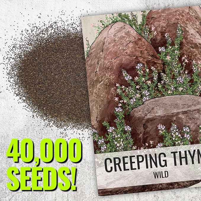 Seed Needs Wild Creeping Thyme Seeds for Planting - Heirloom & Open Pollinated - Attractive Flowering Groundcover for Rock Gardens & Butterfly Gardens (2 Packs)