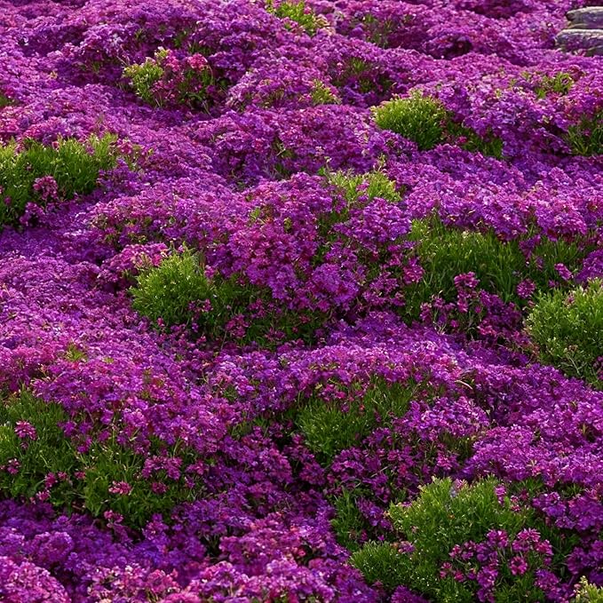 5000+ Creeping Thyme Seeds for Planting, Perennial Mixed Thymus Seeds, Non-GMO Heirloom Ground Cover Thymus Seed for Outdoor Garden