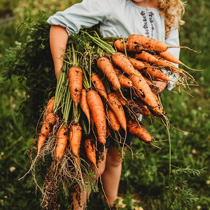 Chantenay Carrot - 150 Seeds - Heirloom & Open-Pollinated Variety, Non-GMO Vegetable Seeds for Planting Indoors or Outdoors in Containers or The Home Garden, Thresh Seed Company