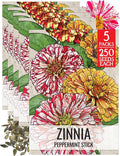 Seed Needs Peppermint Stick Zinnia Seeds for Planting Bi-Colored Zinnias - Heirloom & Open Pollinated Annual Cut Flowers - Perfect to Attract Pollinators to a Butterfly Garden (5 Packs)