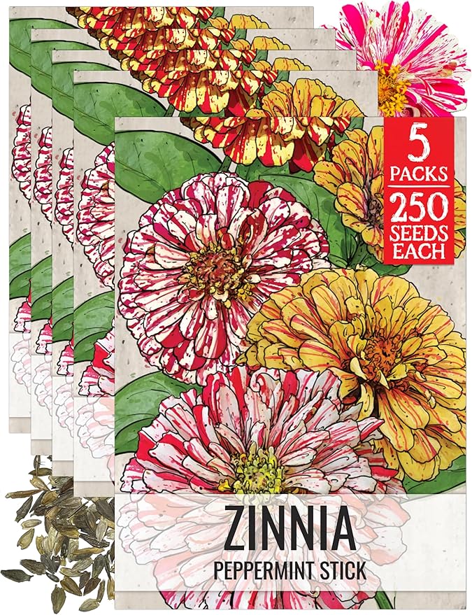Seed Needs Peppermint Stick Zinnia Seeds for Planting Bi-Colored Zinnias - Heirloom & Open Pollinated Annual Cut Flowers - Perfect to Attract Pollinators to a Butterfly Garden (5 Packs)