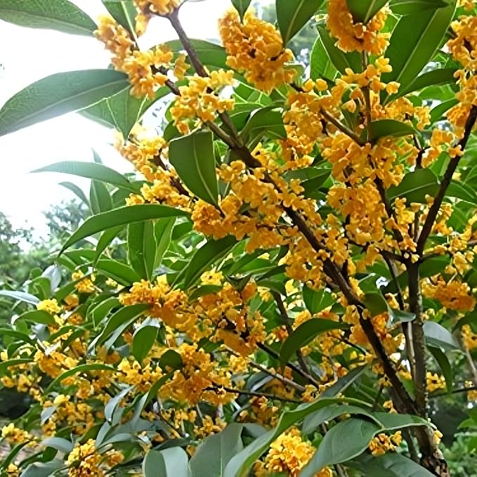 Osmanthus Seeds, 10+ Non-GMO Heirloom Seeds, Fragrant Flowering Shrub for Garden and Patio
