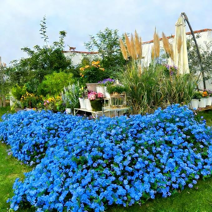 Mix Lantana Seeds for Planting, 350+pcs Rare Perennial Lantana Flower Seeds Plants, Heirloom NO-GMO Yard Potted Decoration Beauty Flowers Plants for Home Garden Outdoors
