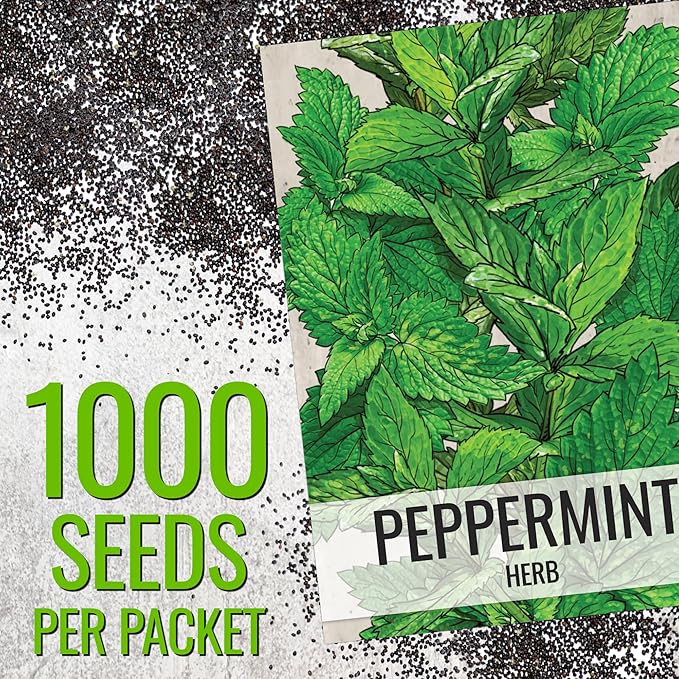 Seed Needs Peppermint Seeds for Planting - Non-GMO, Heirloom & Untreated - Medicinal/Culinary Herb to Plant a Home Grown Indoor or Outdoor Garden (2 Packs)