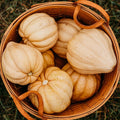 Thelma Sanders (Missouri Sweet Potato) Acorn Squash - 25 Seeds - Heirloom & Open-Pollinated Variety, USA-Grown, Non-GMO Vegetable Seeds for Planting Outdoors in The Home Garden, Thresh Seed Company