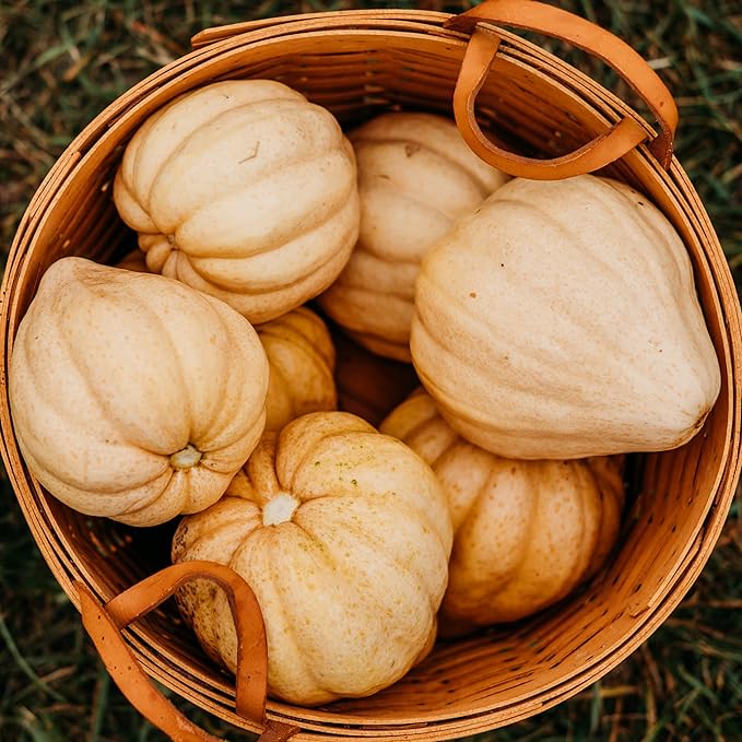 Thelma Sanders (Missouri Sweet Potato) Acorn Squash - 25 Seeds - Heirloom & Open-Pollinated Variety, USA-Grown, Non-GMO Vegetable Seeds for Planting Outdoors in The Home Garden, Thresh Seed Company