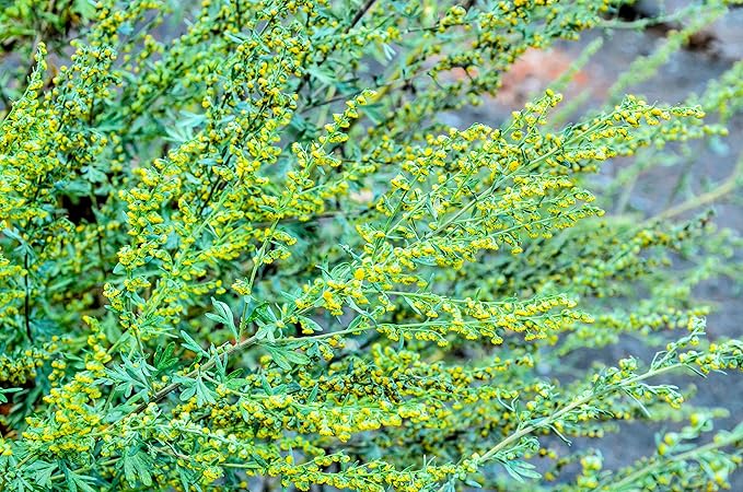 Absinthe Plant Seeds for Planting(100 Seed) - Common Wormwood, Artemisia Absinthium