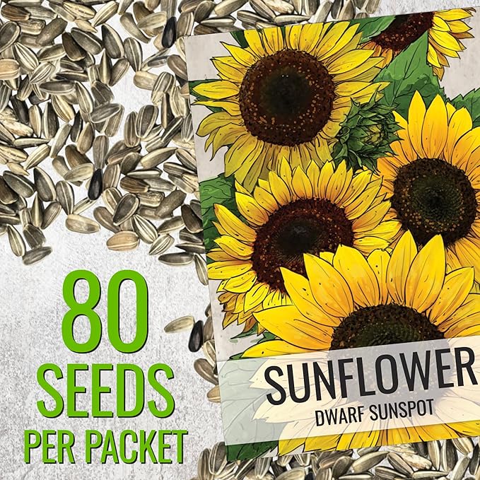 Seed Needs Sunflower Seeds for Planting Dwarf Sunspot Sunflowers - Heirloom & Open Pollinated Annual Cut Flower Seed to Plant 2 Foot Tall Sun Flowers (5 Packs)
