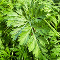 TomorrowSeeds - Common Mugwort Seeds - 15000+ Count - for 2025 Planting Artemisia Vulgaris Wormwood Weed Moxa Moxibustion Riverside Acupuncture Perennial Vegetable Herb Grow Your Own Home Farm Patio