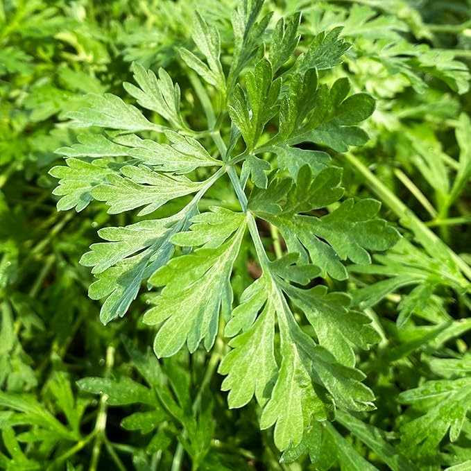 TomorrowSeeds - Common Mugwort Seeds - 5000+ Count - for 2025 Planting Artemisia Vulgaris Wormwood Weed Moxa Moxibustion Riverside Acupuncture Perennial Vegetable Herb Grow Your Own Home Farm Patio
