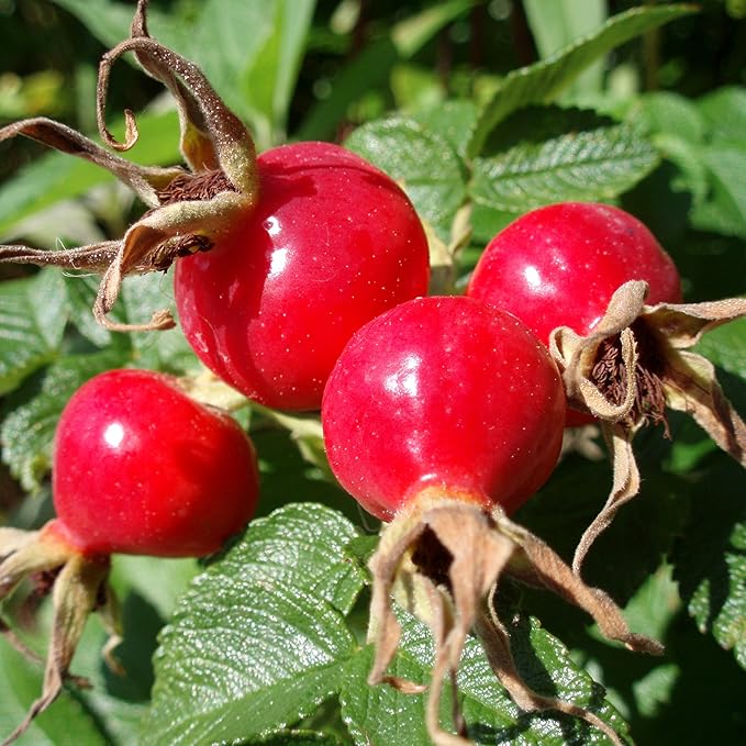 Palm Beach Medicinal Herbs - Rose Hip (Rosa canina) - Packet of 10 Seeds
