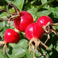 Palm Beach Medicinal Herbs - Rose Hip (Rosa canina) - Packet of 10 Seeds