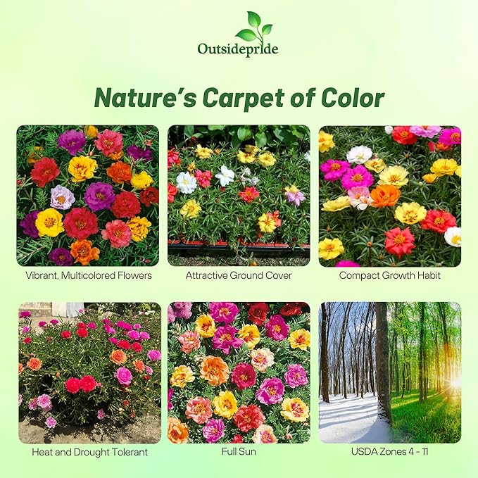 Outsidepride Mixed Moss Rose Seeds - 5000 Pcs Annual, Drought & Heat Tolerant, Pollinator Friendly Ground Cover Seeds for Planting w/Vibrant Blooms & Succulent Foliage, Ideal for Xeriscaping