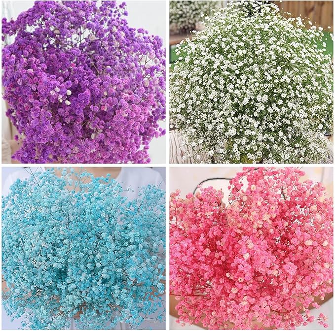 1100+ Mix Color Baby's Breath Flower Seeds for Planting-Non-GMO Heirloom Plant Seeds Garden Outdoor