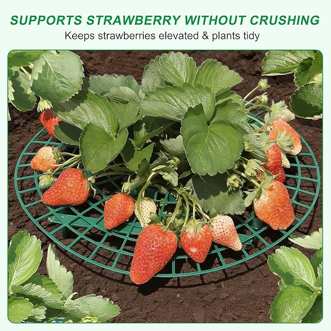 Strawberry Plant Support, 10 Pack, Raised Grid Stand to Keep Strawberries Off the Ground, Strawberry Holder for Garden Beds, Raised Planters & Pots (Round)