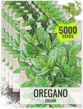 Seed Needs Oregano Seeds for Planting Italian Herbs - Non-GMO Heirloom & Untreated Culinary Herb Seed - Grow Indoors or Outdoors for a Kitchen Garden (5 Packs)