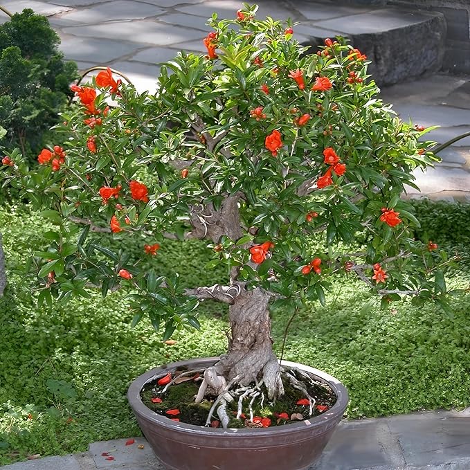 Live Dwarf Pomegranate Plant (Punica Granatum) - Compact, Ornamental Fruit Bearing Shrub, Indoor/Outdoor (4 pom-Dwarf Cups)
