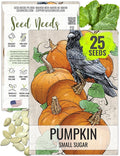 Seed Needs Pumpkin Seeds for Planting Small Sugar Pie Pumpkins - Non-GMO Heirloom & Untreated Vegetable Seeds to Plant a Home Grown Vegetable Garden/Pumpkin Patch (1 Pack)
