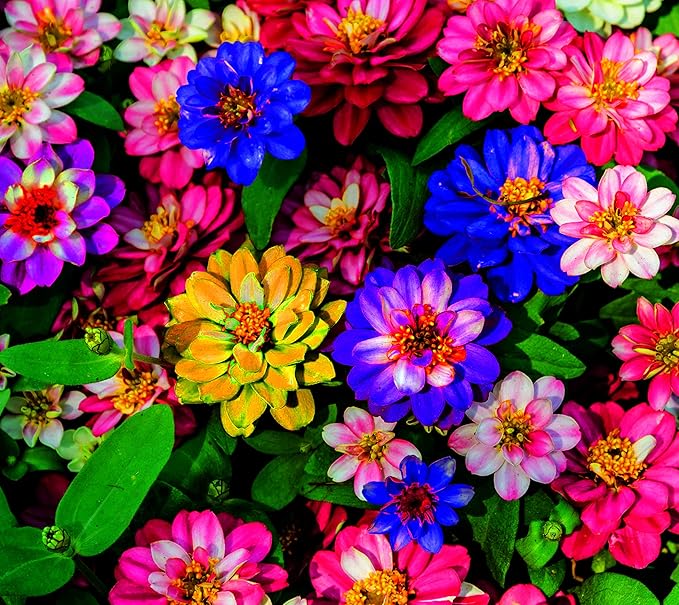 5G Mixed Zinnia Flower Seed Plant