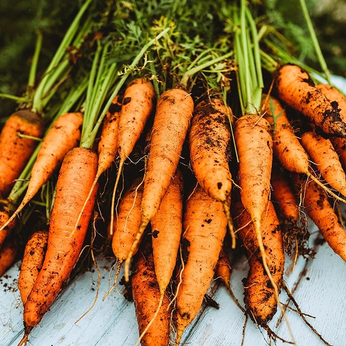 Chantenay Carrot - 150 Seeds - Heirloom & Open-Pollinated Variety, Non-GMO Vegetable Seeds for Planting Indoors or Outdoors in Containers or The Home Garden, Thresh Seed Company
