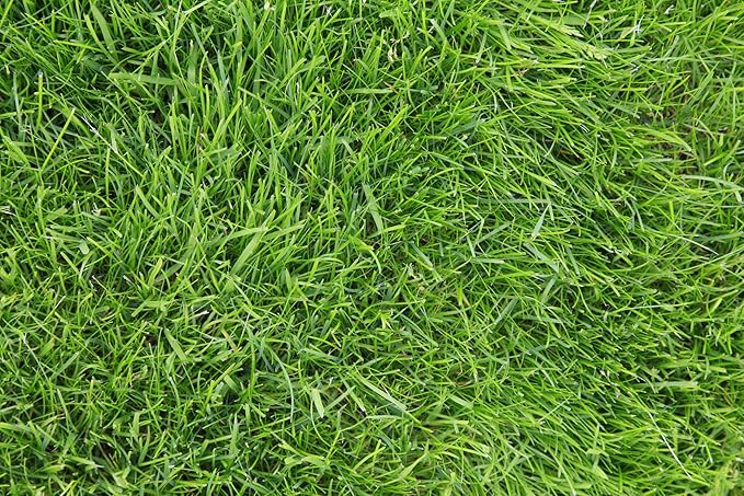 Kentucky 31 K31 Tall Fescue Grass Seed by Eretz - Choose Size! State Certified, No fillers, No Weed or Other Crop Seeds (8oz)