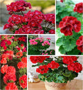Geranium Flower Seeds for Planting, 10 Red Pelargonium Seed, Perennial Flower Plants, Non-GMO Heirloom Geranium Seeds for Garden Home Outdoor