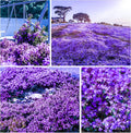 21000+ Creeping Thyme Seeds for Planting Outdoor-Perennial Non-GMO Thymus Serpyllum Magic Carpet Ground Cover Herb Plant in Home Garden
