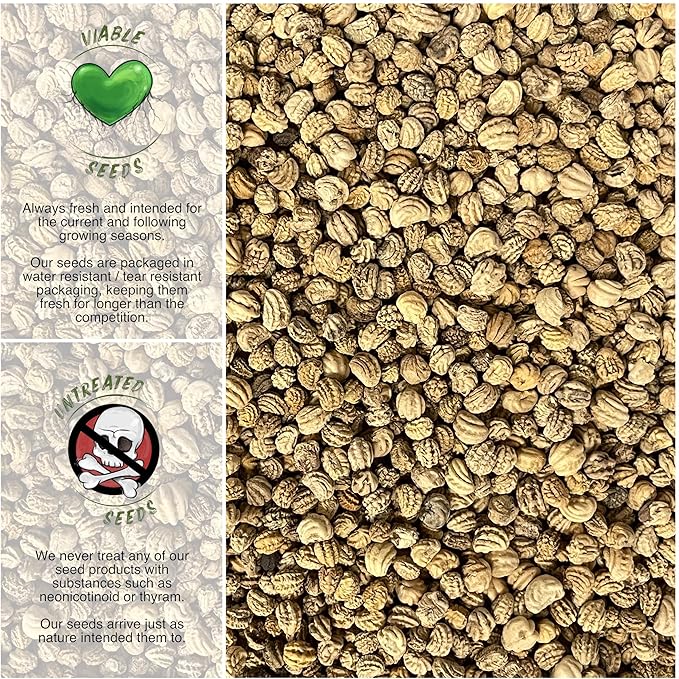 Seed Needs Black Velvet Nasturtium Seeds for Planting - Heirloom Untreated & Open Pollinated - Edible Dark Red Colored Flowers to Plant a Butterfly Garden (1 Pack)