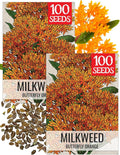 Seed Needs Orange Milkweed Seeds for Planting Butterfly Weed - Heirloom & Untreated Perennial Flower Seed to Grow a Monarch Butterfly Garden (2 Packs)