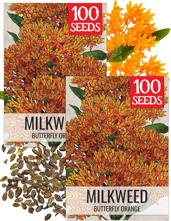 Seed Needs Orange Milkweed Seeds for Planting Butterfly Weed - Heirloom & Untreated Perennial Flower Seed to Grow a Monarch Butterfly Garden (2 Packs)