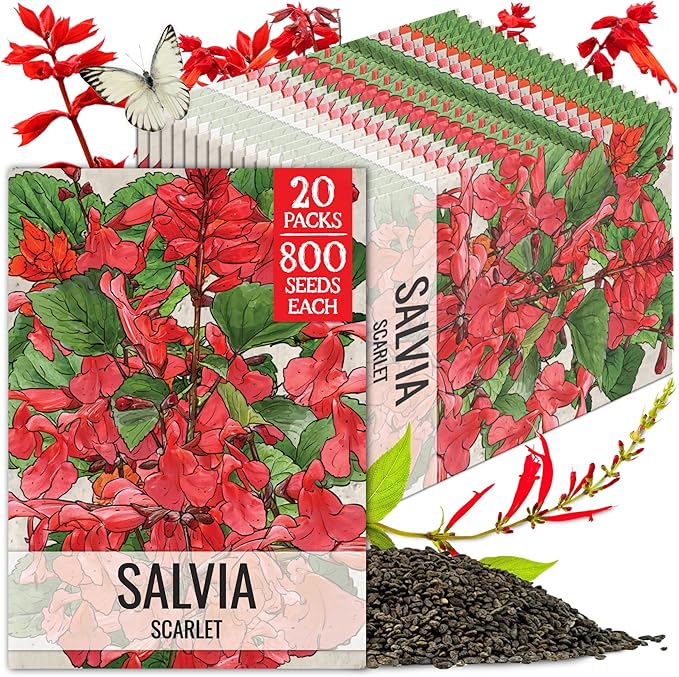 Seed Needs Salvia Seeds for Planting Scarlet Sage Flowers - Heirloom & Open Pollinated Perennial Wildflower Seed to Plant an Outdoor Butterfly Garden to Attract Pollinators (20 Packs)