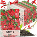 Seed Needs Salvia Seeds for Planting Scarlet Sage Flowers - Heirloom & Open Pollinated Perennial Wildflower Seed to Plant an Outdoor Butterfly Garden to Attract Pollinators (20 Packs)