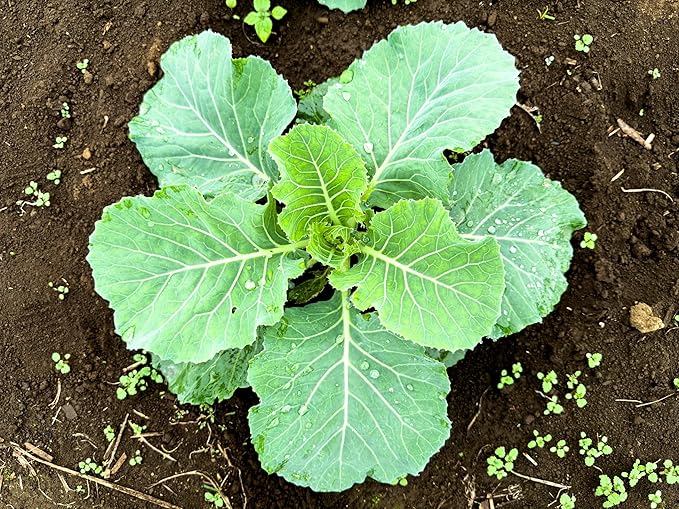 Copenhagen Cabbage Seeds for Planting – Plant & Grow Heirloom Copenhagen Cabbage in Home Outdoor Vegetable Garden, Brassica oleracea VAR. capitata – 5 Packets