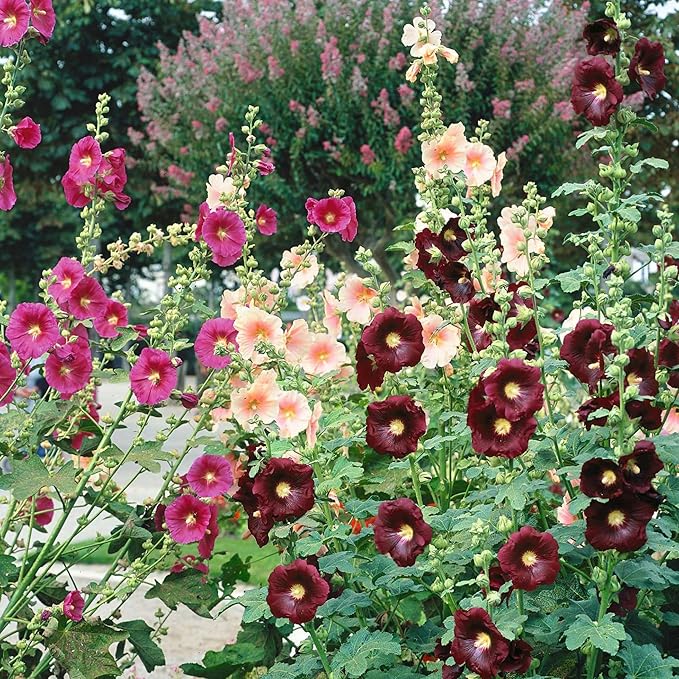 Park Seed Happy Lights Hollyhock Flower Seeds – Vibrant Single Blooms, Rust-Resistant Mix, Tall Garden Border Plant, Easy to Grow in Full Sun, Summer Color Variety – Pack of 25