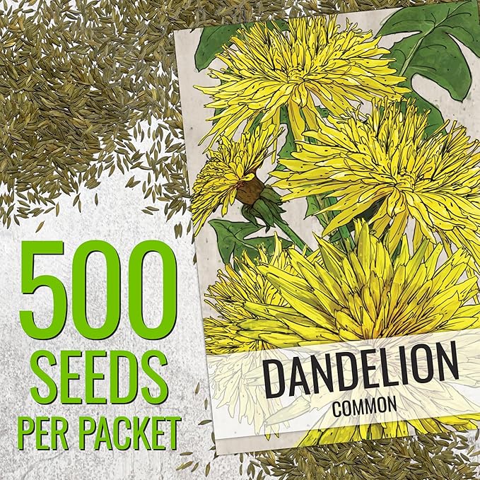 Seed Needs Dandelion Seeds for Planting Traxacum officinale - Non-GMO Heirloom & Untreated Garden Seed to Plant Dandelions for Herbal Uses & Edible Salads (5 Packs (2,500 Seeds))