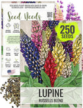 Seed Needs Lupine Seeds for Planting Russells Blend - Heirloom & Open Pollinated Multicolor Flowers to Attract Pollinators to a Butterfly Garden - Red, Purple, Blue, Yellow, White & More (1 Pack)
