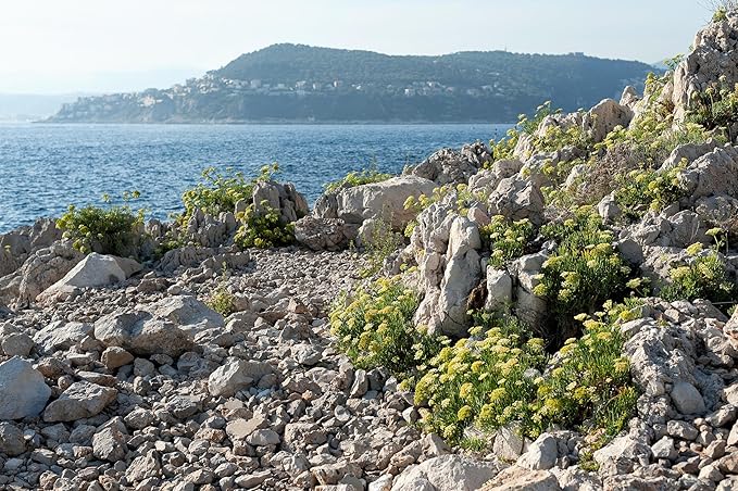 40 SEA Fennel Rock Samphire Crithmum Maritimum Fragrant Herb Edible Vegetable Yellow Flower Seeds