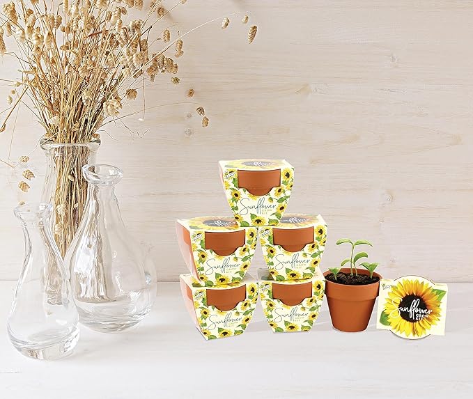 BUZZY Seeds Sunflower Daydream Collection 6-Pack Mini Terracotta Grow Pots, Includes Seed Packets and Growing Medium, Flower Starter Kit, Indoor Gardening Gift, Wedding Favors