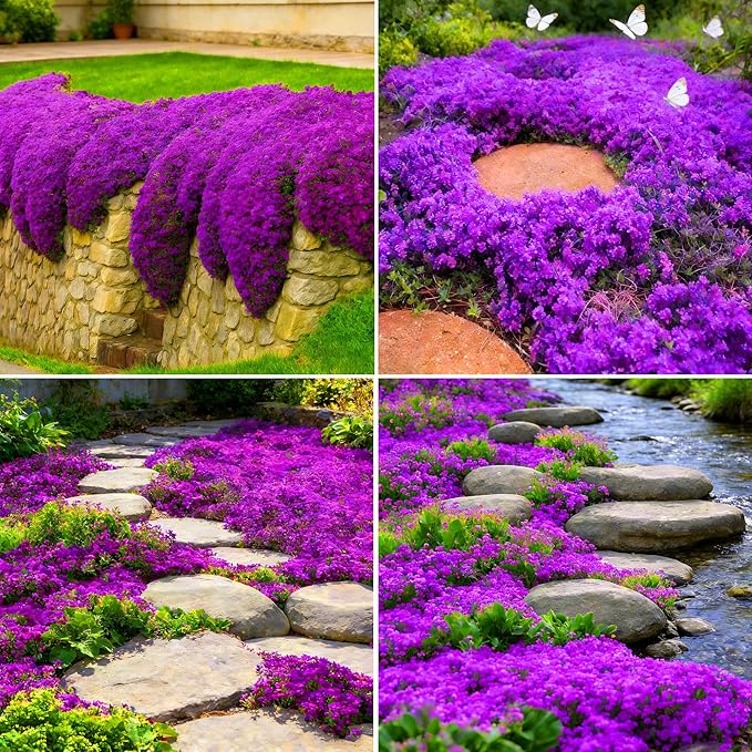 Purple Creeping Thyme Ground Cover Flower Seeds for Planting, 20008pcs Perennial Purple Creeping Wild Thymus Seeds, Non-GMO Heirloom Wild Thymus Serpyllum Flower Plants for Home Garden Outdoors