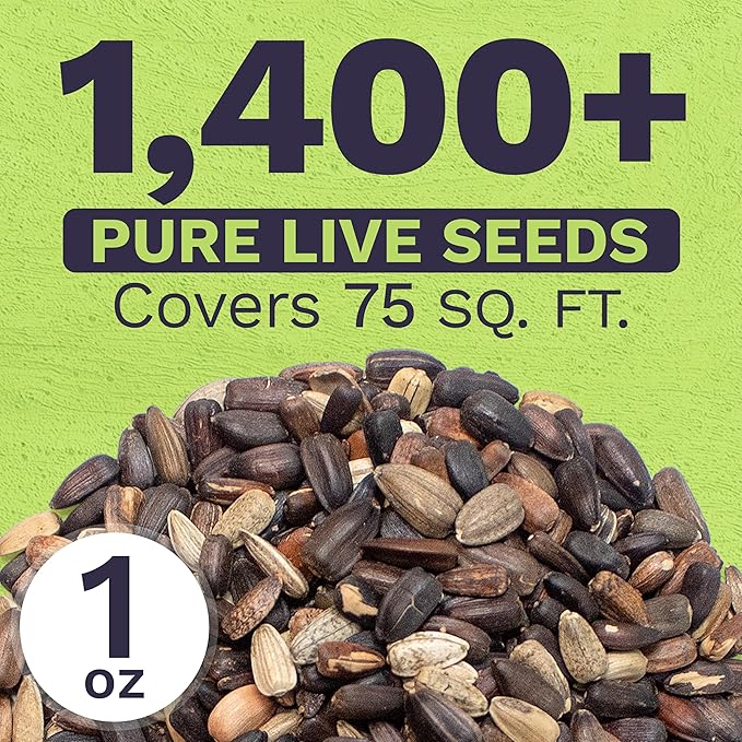 Autumn Beauty Sunflower Seeds – Extra Large Packet – Over 1,400 Open Pollinated Non-GMO Wildflower Seeds – Helianthus annus – Beautiful Shades of Gold, Bronze, Yellow, and Purple