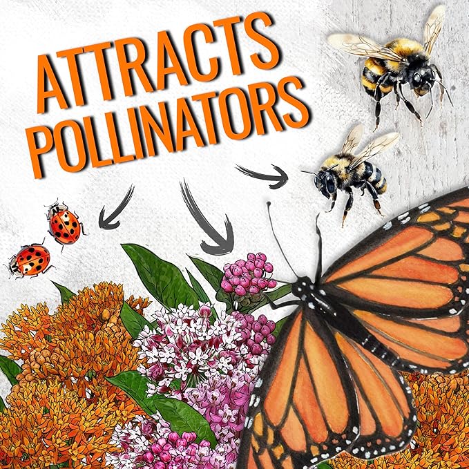 Seed Needs Milkweed Seeds for Planting Butterfly Orange/Swamp Pink Asclepias Flowers - Heirloom Wildflowers to Attract Monarch Butterflies to a Butterfly Garden