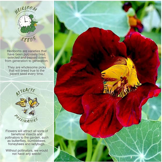 Seed Needs Black Velvet Nasturtium Seeds for Planting - Heirloom Untreated & Open Pollinated - Edible Dark Red Colored Flowers to Plant a Butterfly Garden (1 Pack)