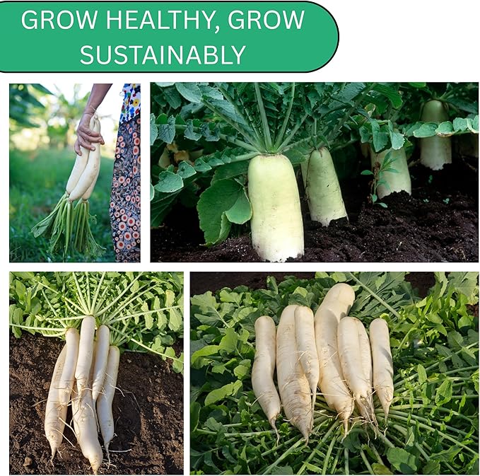 Woods Creek Seeds: Daikon Minowase Radish Seeds for Planting - Over 450 Heirloom Non-GMO Radish Seed Pack - Premium Radishes for Sprouting - Fast-Growing Japanese Radishes for Your Vegetable Garden