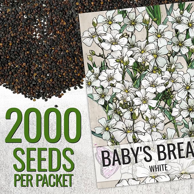 Seed Needs White Baby's Breath Seeds for Planting - Heirloom & Open Pollinated Annual Flowers - Perfect for a Butterfly Garden, Bouquets & Floral Arrangements (1 Pack)