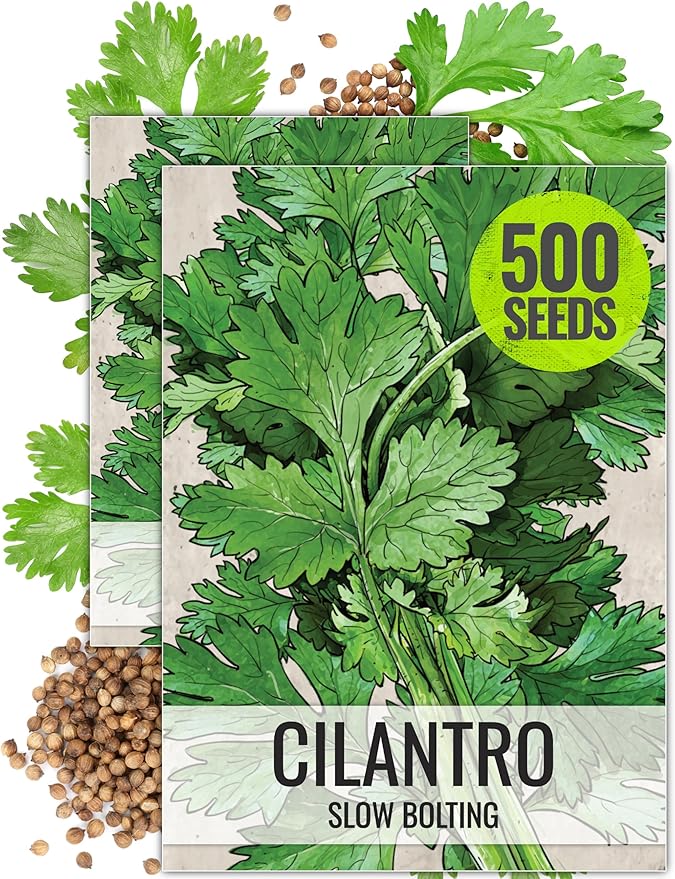 Seed Needs Cilantro Seeds for Planting Coriander Kitchen Herbs - Non-GMO Heirloom & Untreated - Grow a Home Grown Herb Garden Indoors or Outdoors (2 Packs)