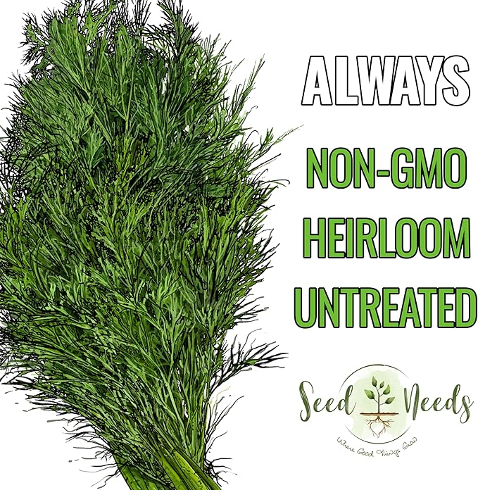 Seed Needs Dill Seeds for Planting Bouquet Herbs - Non-GMO Heirloom & Untreated Herb Seed to Plant a Home Grown Indoor/Outdoor Garden (2 Packs)