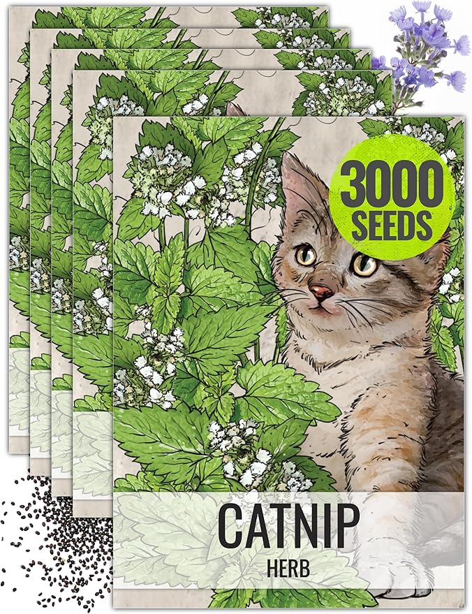 Seed Needs, Catnip Seeds for Cats - 600 Heirloom Seeds for Planting Nepeta cataria - Perennial Flowering Herb for Indoor Growing Non-GMO & Untreated (5 Packs)