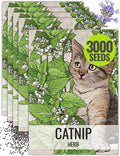 Seed Needs, Catnip Seeds for Cats - 600 Heirloom Seeds for Planting Nepeta cataria - Perennial Flowering Herb for Indoor Growing Non-GMO & Untreated (5 Packs)