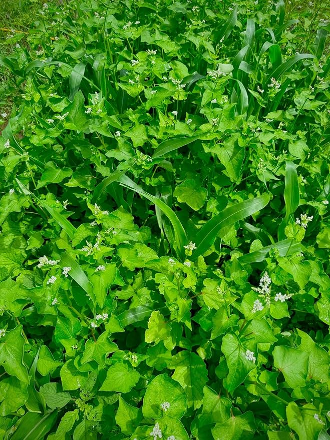 Whitetail Hill Dirt Doctor Food Plot Seed Mix for Deer, Perfect for Rebuilding Topsoil, Breaking up Compaction, and Recharging Nutrients, Buckwheat, Grain Sorghum, 2 Clovers, Tillage Radishes