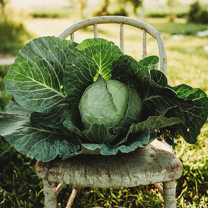 All Seasons Cabbage - 100 Seeds - Heirloom & Open-Pollinated Variety, Non-GMO Vegetable Seeds for Planting Outdoors in The Home Garden, Thresh Seed Company